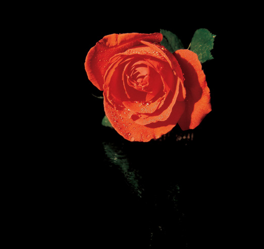 91 Passion Roses! image