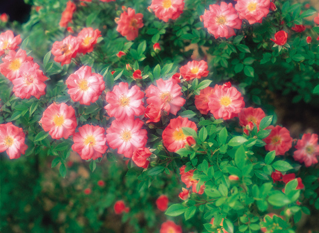 92 Best Roses at the UK's Best Price! image