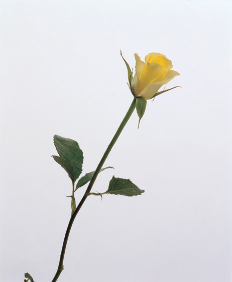 93 roses that all believe in a thing called Love! image