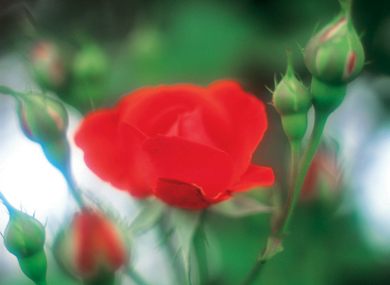 94 Roses to die for! image