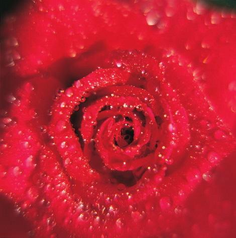 96 roses that speak your language! image