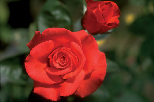 97 roses in on what a novelty! image