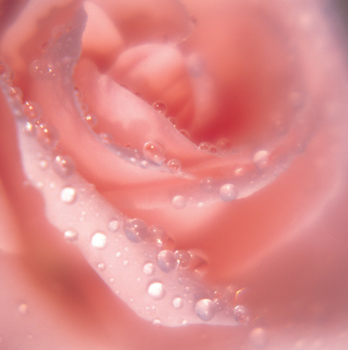 98 bulk roses! image