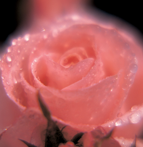 10 Years of Single Roses sent once every year