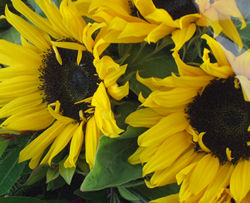 Close up of our Sunflowers!