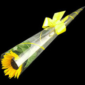 A Single Sunflower