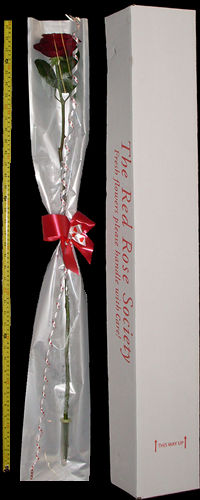 The 1 Metre Long Rose