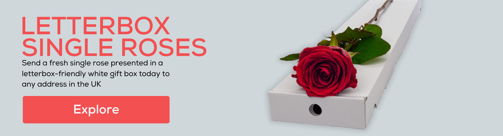 Check out our range of letterbox-friendly roses