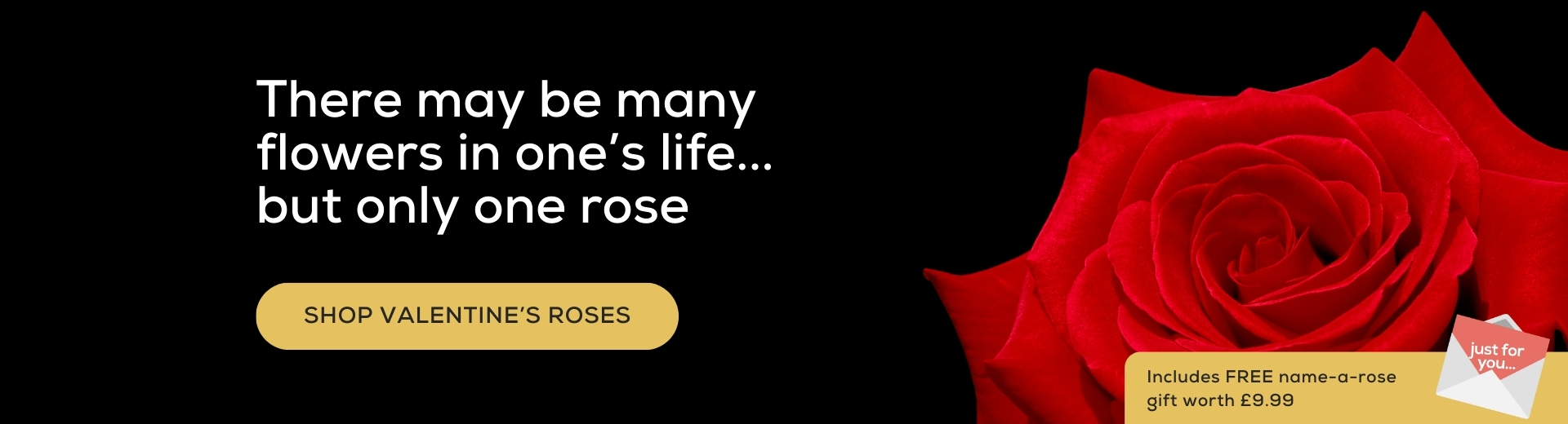 Send a single rose this Valentine's Day