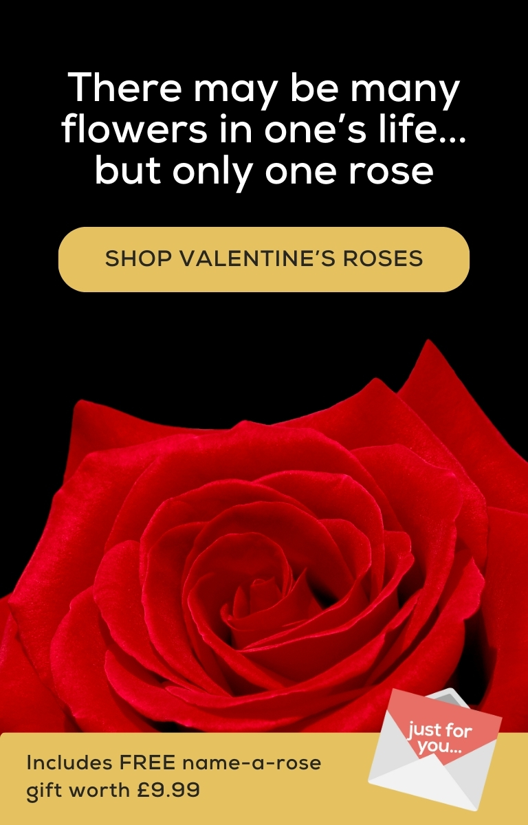 Send a single rose this Valentine's Day