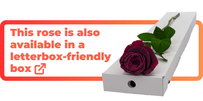 These black baccara roses are also available in a letterbox-friendly box.