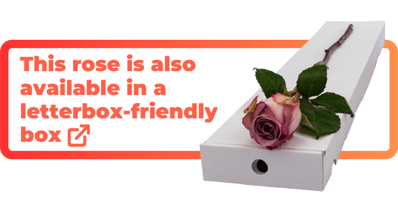 These lilac roses are also available in a letterbox-friendly box.