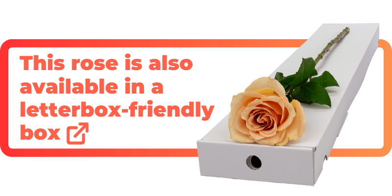 These peach roses are also available in a letterbox-friendly box.