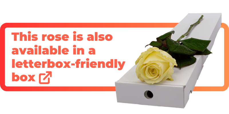 These white roses are also available in a letterbox-friendly box.