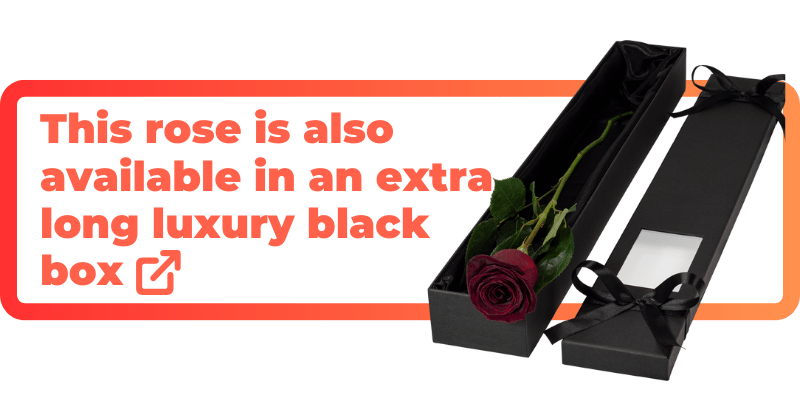 This black baccara rose is also available in an extra luxury black box.