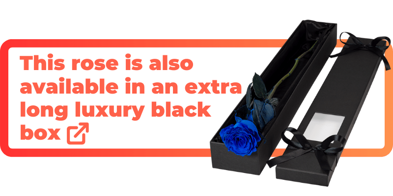 This blue rose is also available in an extra luxury black box.