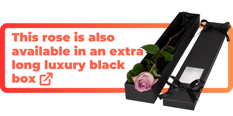 This lilac rose is also available in an extra luxury black box.
