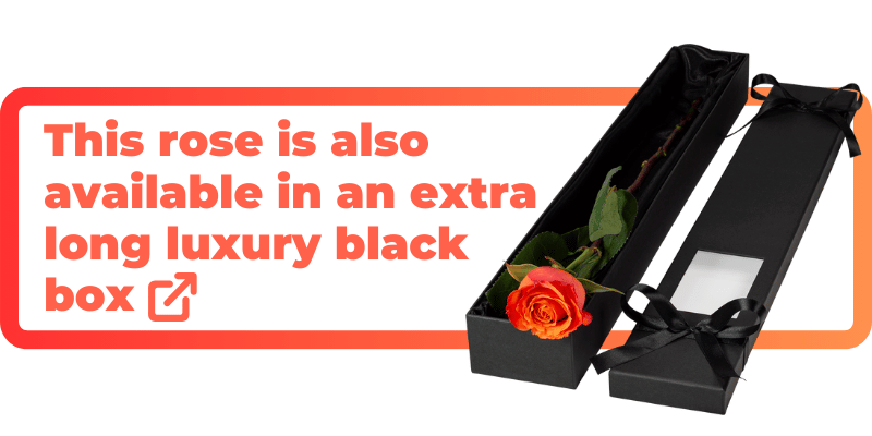These orange roses are also available in an extra luxury black box.