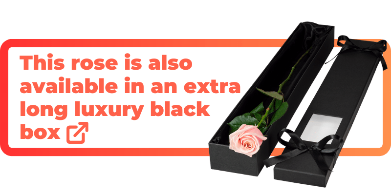 These pink roses are also available in an extra luxury black box.