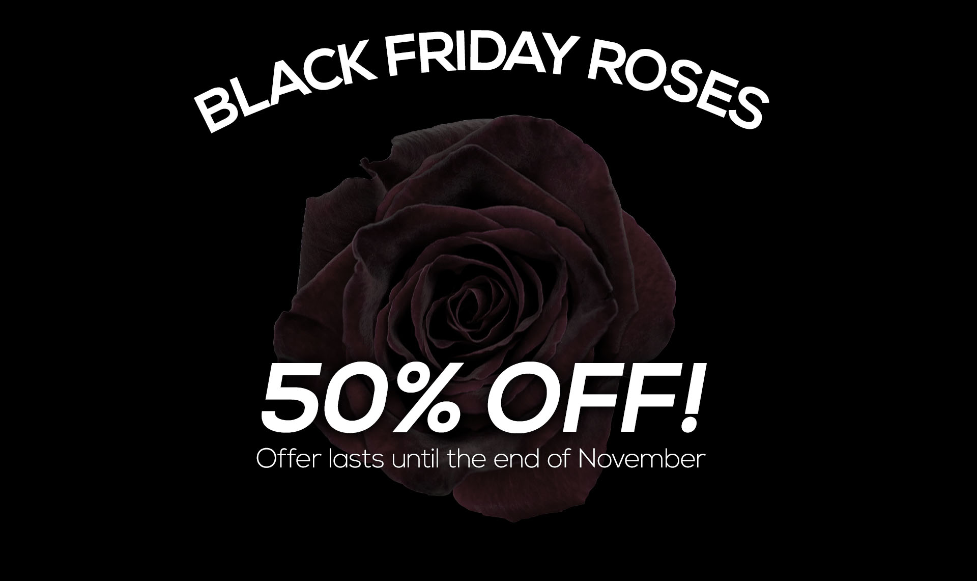 Single Black Friday Rose
