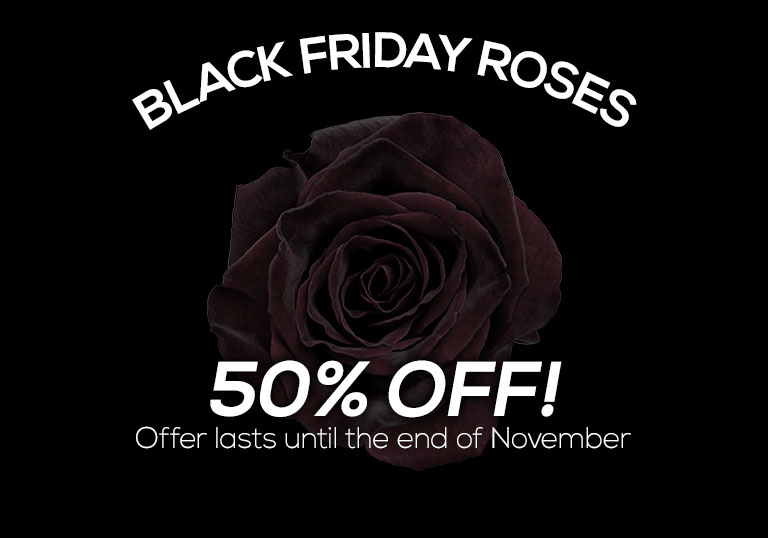 Single Black Friday Rose