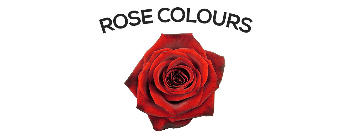 Our range of rose colours and varieties
