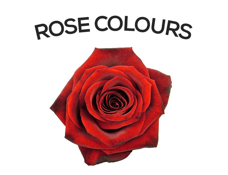 Our range of rose colours and varieties