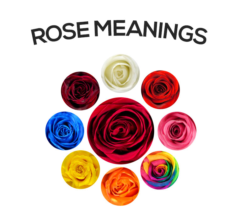 The meaning and symbolism behind different rose colours