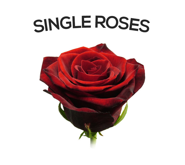 Send a single rose