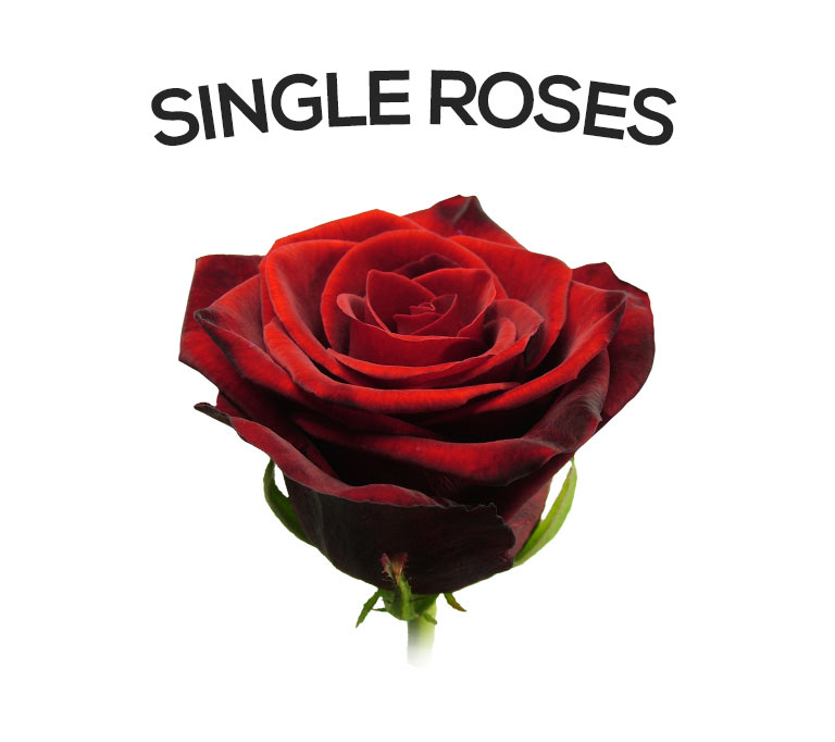 Send a single rose | Letterbox or Extra Long Luxury Boxes | 12 rose ...