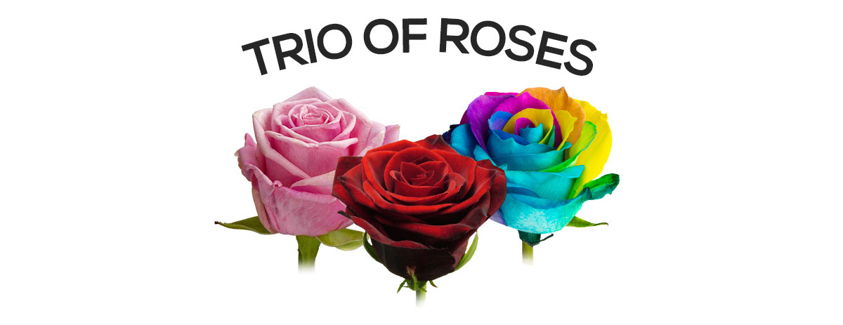 >Send three single roses | Letterbox or Extra Long Luxury Boxes | 12 ...