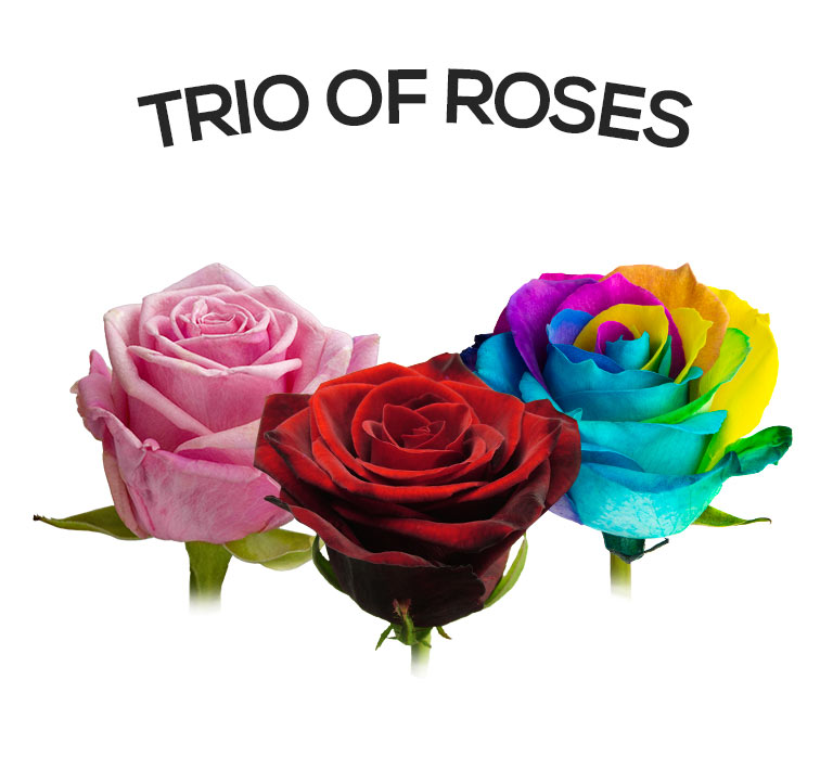 >Send three single roses | Letterbox or Extra Long Luxury Boxes | 12 ...