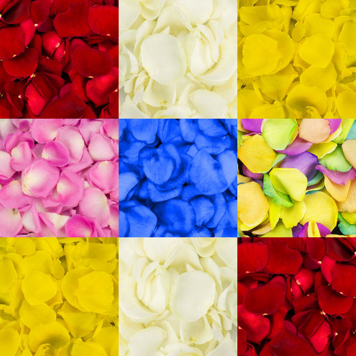 Buy 1 Jug Blue Rose Petals Online with Free Delivery