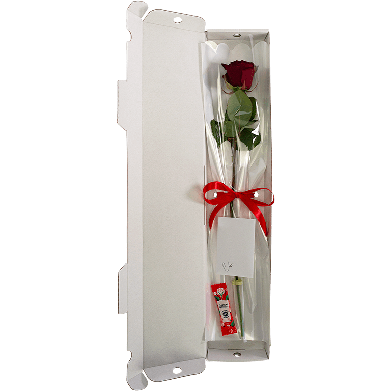 Single Letterbox Rose