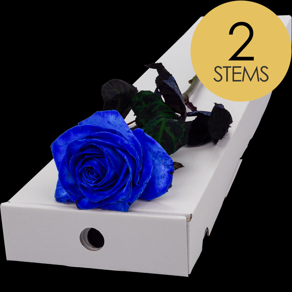 2 Letterbox Blue (Dyed) Roses