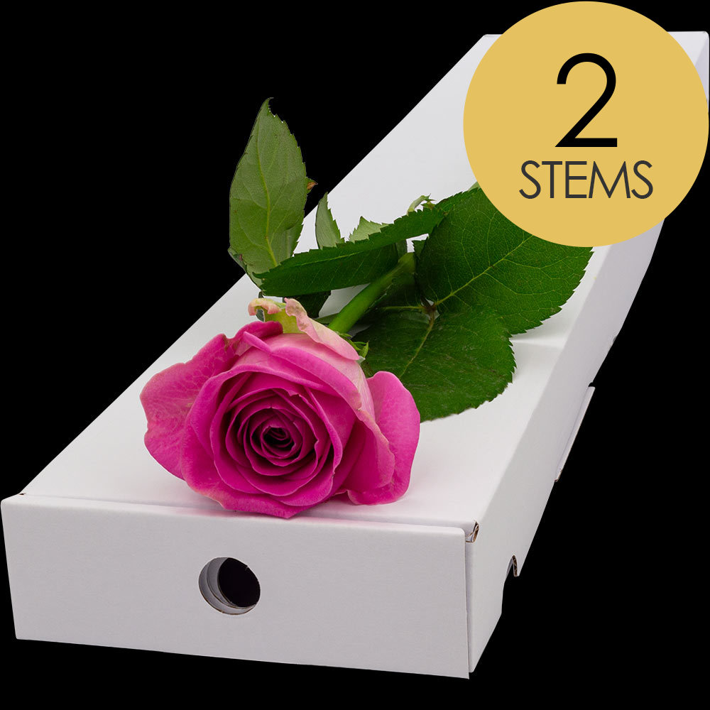 2 Letterbox Pink Roses