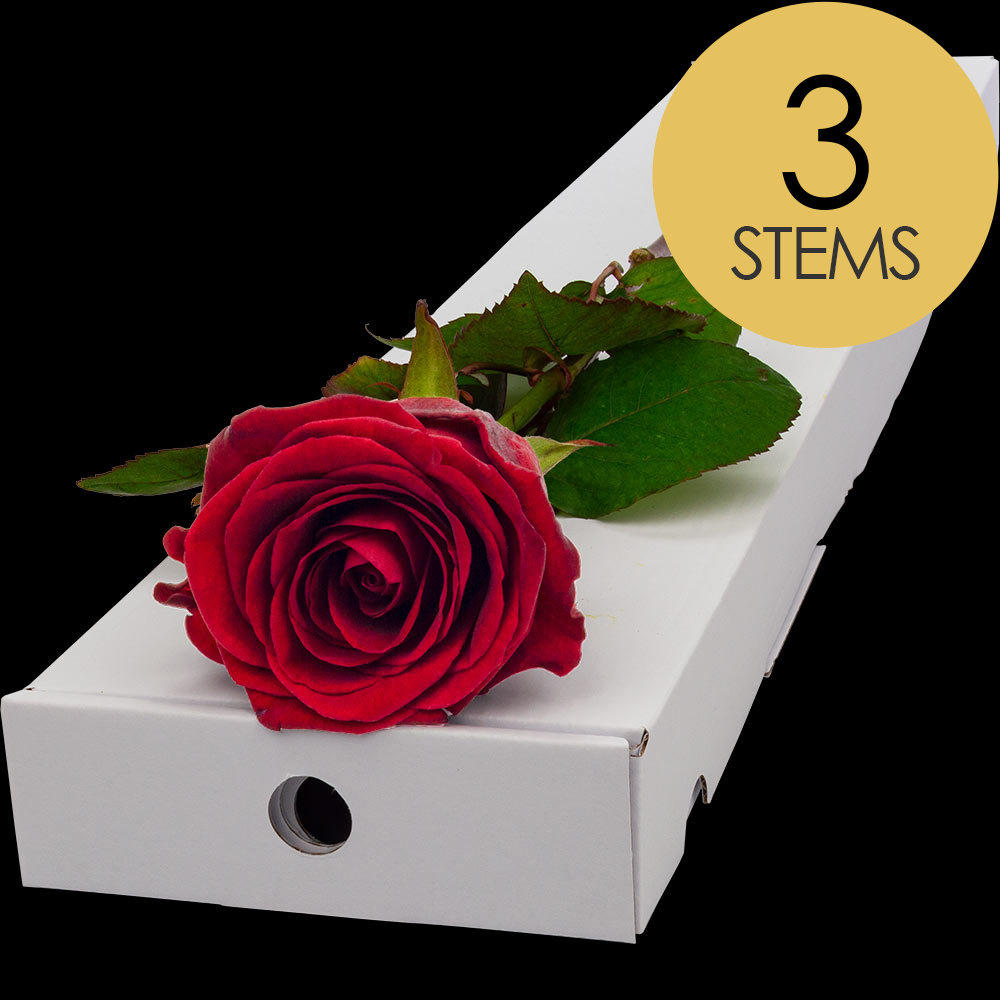 3 Letterbox Red Large Headed Naomi or Explorer Roses