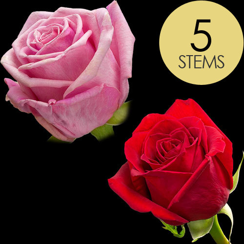 5 Red and Pink Roses