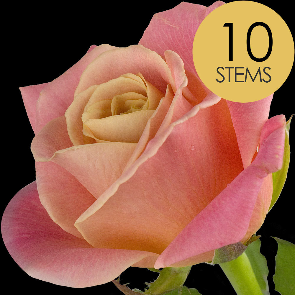 10 Peach Roses