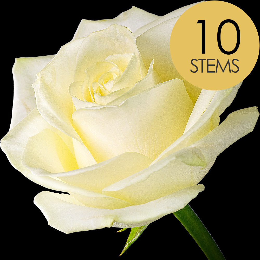 10 White (Avalanche) Roses