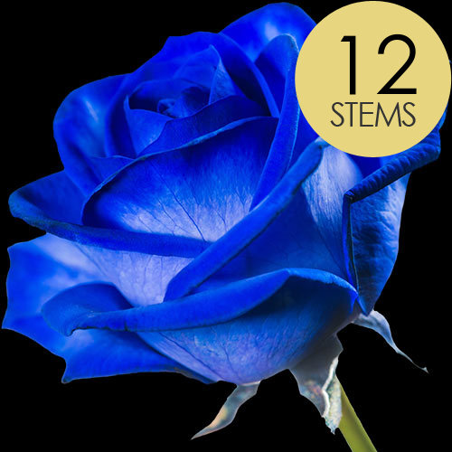 12 Blue (Dyed) Roses