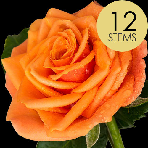 Rose Delivery at its finest From 1 to 101 Roses Infinity Roses E