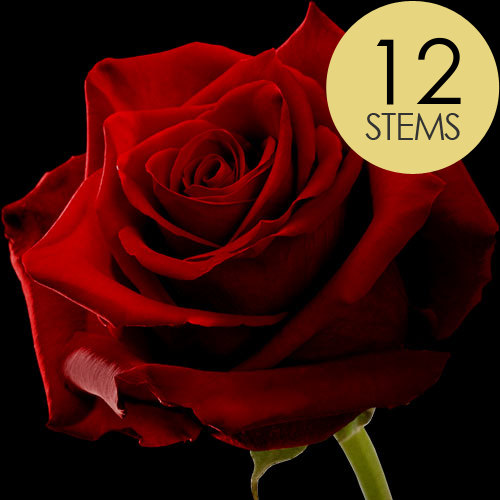 12 Red (Naomi) Roses