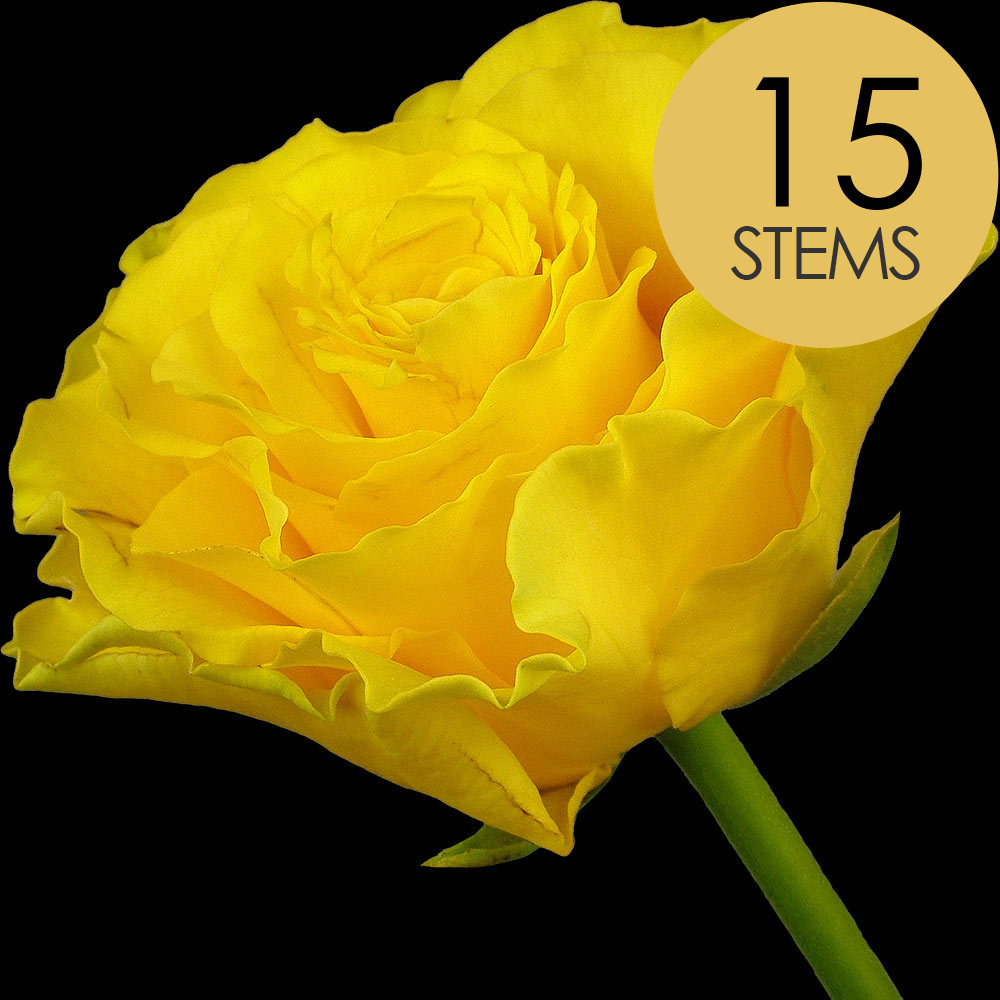 15 Yellow Roses