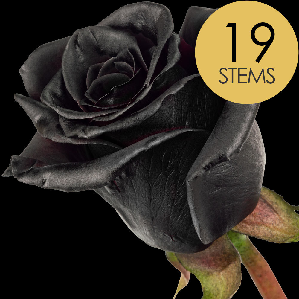 19 Black (Painted) Roses
