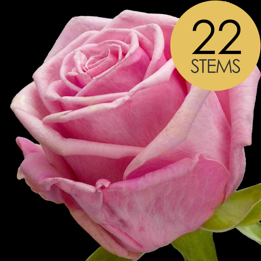 22 Pink Roses