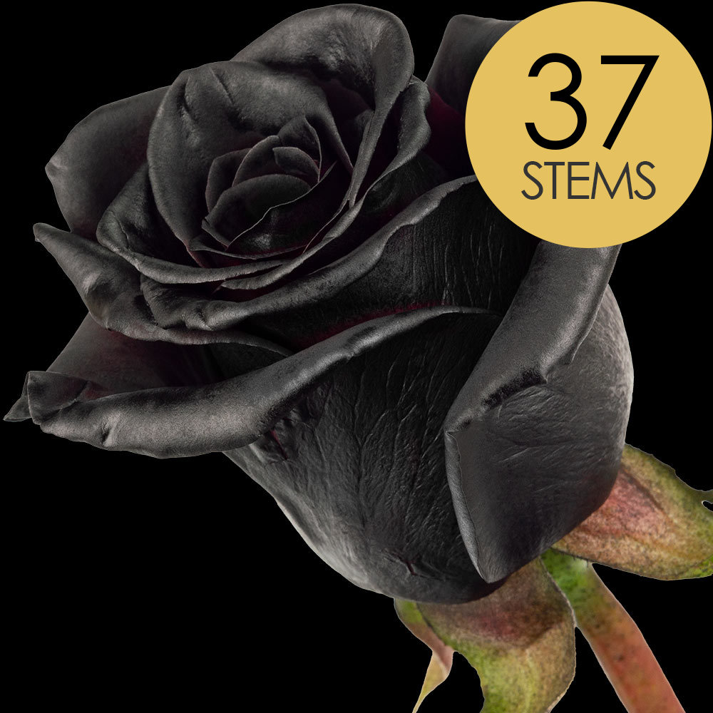 37 Black (Dyed) Roses