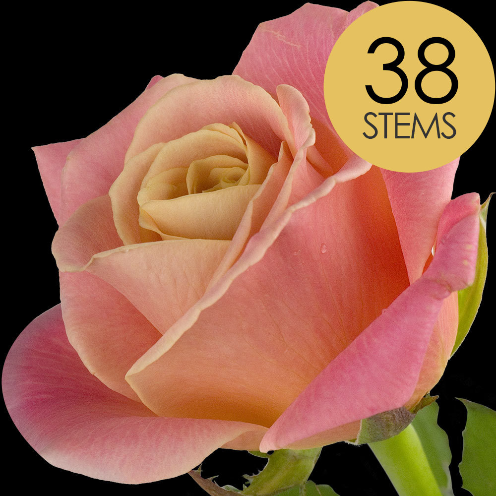 38 Peach Roses