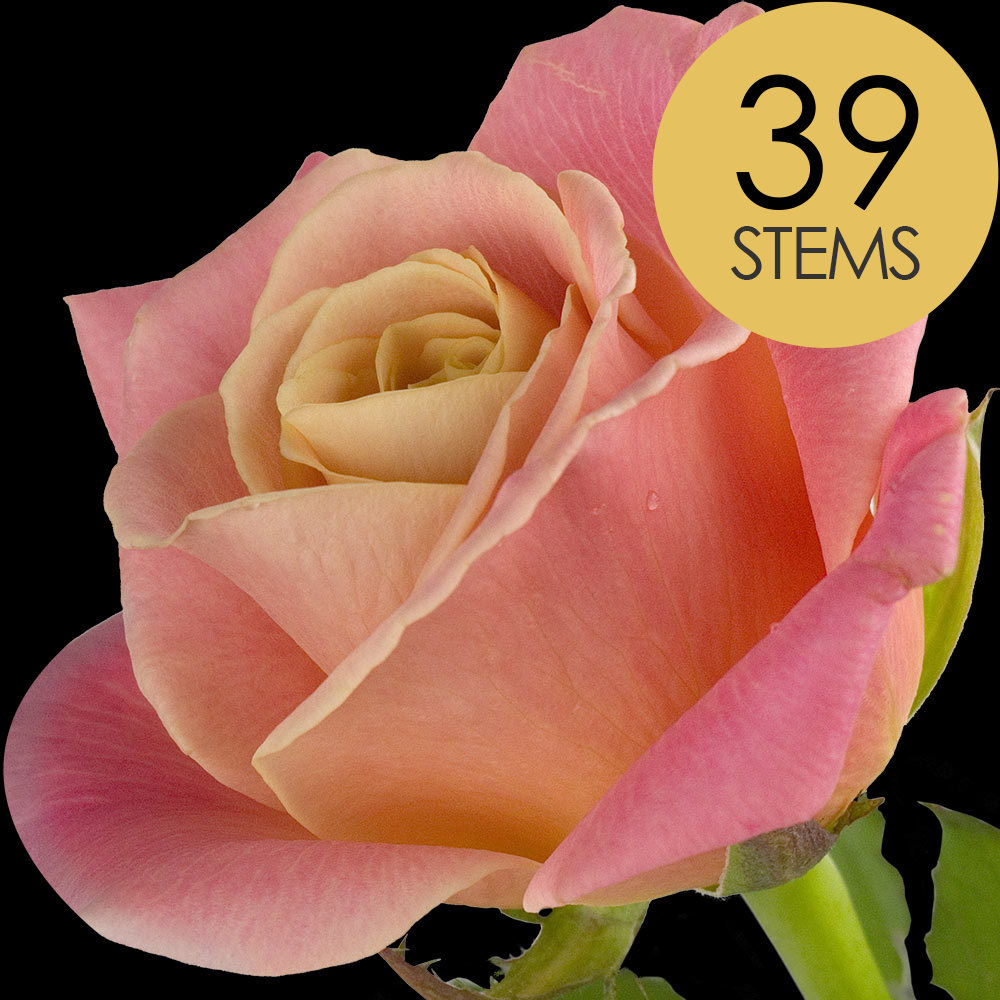 39 Peach Roses