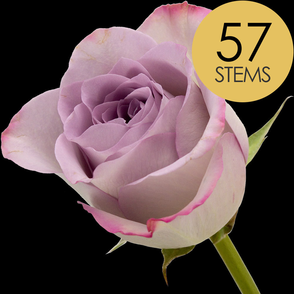 57 Lilac Roses